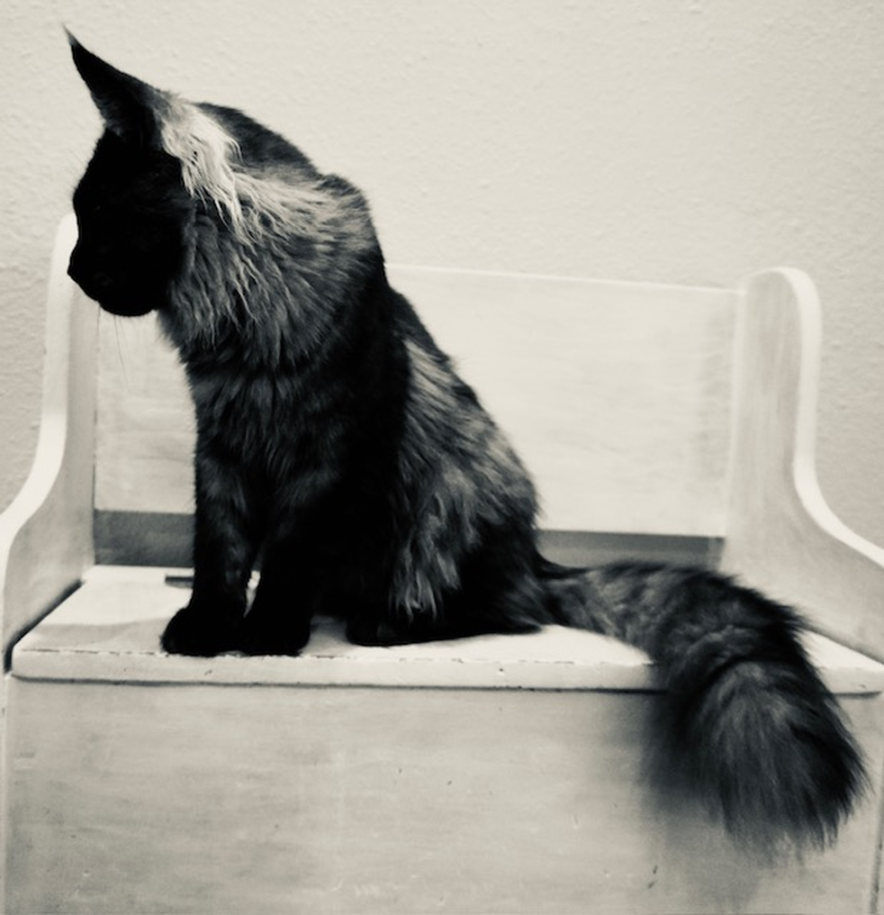 Merlin